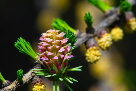 Larch cones on a branch in spring, close-up.