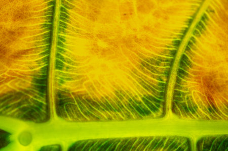 Experience the beauty of nature's aging process. Capture the essence of nostalgia and the passage of time. Add a touch of vintage charm to any decor or design project.の写真素材