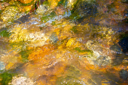 Immerse yourself in the pristine wilderness of a mountain stream. Enjoy rhythmic dance and soothing...
