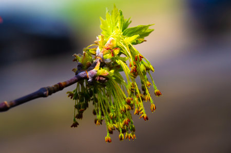 Capture the beauty of nature in vibrant shades of yellow. Lose yourself in the gentle movements of maple flowers in the spring breeze. Bring a touch of nature into your space with stunning photo prints.の写真素材