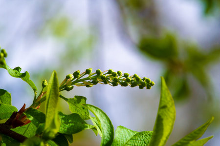 Bird cherry in early spring, Delicate unopened flower buds nestled among lush green foliage, promises a season of growth and renewal. Nature Beautyの写真素材