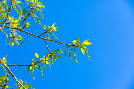 In early spring, soft fluffy catkins bloom on poplars. Popular earrings are a sign of the changing...