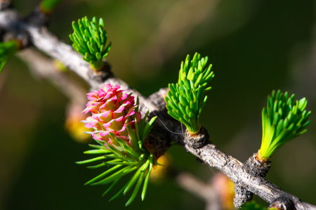 A breathtaking combination of natural wonders, pink flowers blooming on a leafy branch create stunning pops of color against an evergreen backdrop. Spring Bloomsの写真素材