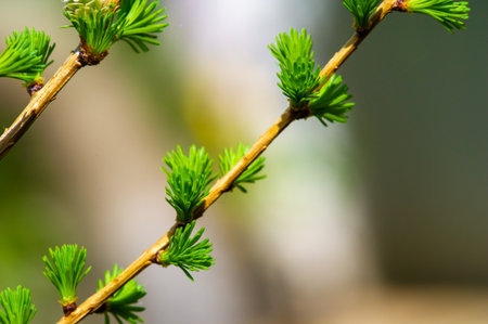 Beautiful yellow-green needles appear in early spring. Typically grows in cooler climates. One of the first trees to bloom leaves in the spring.の写真素材