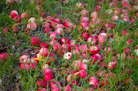 Apples fall from the tree to the ground. Apple orchard and many fallen rotting fruits under the tree...