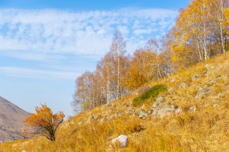 Immerse yourself in the beauty of fall foliage. Feel the peace and tranquility in this forest. Fall in love with the stunning view of the high mountain. Immerse yourself in the embrace of nature.の写真素材