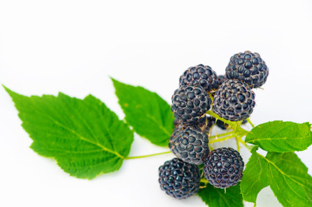 Black raspberries and blackberries are rich in vitamins and antioxidants. Juicy and ripe fruits are...