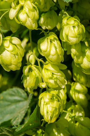 Explore the world of brewing and hops. Learn about wort, phenols, flavonoids and essential oils in...