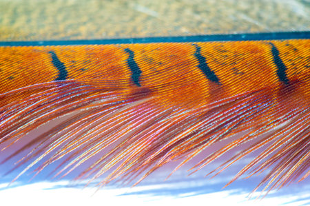Intricate patterns of pheasant feathers in vibrant colors. A tribute to the mastery of Mother Nature's designs. A stunning and beautiful display of nature's creations.の写真素材