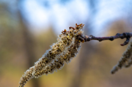 Enjoy the beauty of the aspen catkins Populus tremula in full bloom in the spring. Enjoy the delicate and bright colors of wasp catkins. Watch the earrings sway gracefully in the wind.の写真素材