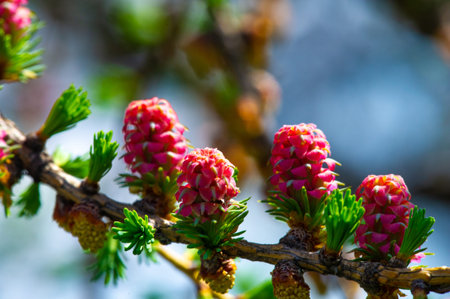 Add a splash of color to your garden with pink larch cones. Add the beauty of nature to your home decor. Create a stunning flower arrangement with pink larch cones.の写真素材