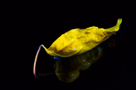 Bright yellow hibiscus leaves stand out against a dark background. Ideal for adding a pop of color to any project. The detailed texture and unique shape make these leaves a versatile design element.の写真素材