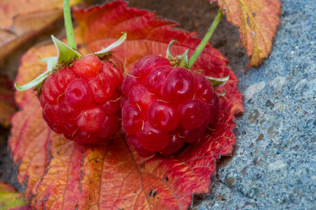 Raspberry. In late summer, native raspberries make their way from the fields to your refrigerator in abundance. This is a great opportunity to take advantage of this delicate fruit and put it to good useの写真素材