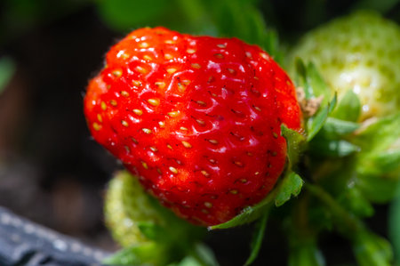 Fresh strawberries, loaded with vitamins and antioxidants. Bright, juicy taste in every bite. Improve your day with a dose of vitamin C from these delicious fruits.の写真素材