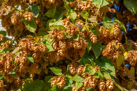 Create your own homemade beer with fresh hops. Enjoy the natural taste and aroma of freshly picked...