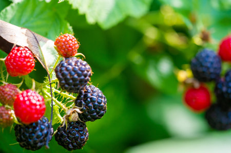 Black raspberries and blackberries are rich in vitamins and antioxidants. Juicy and ripe. These...