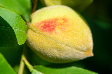 Fresh, juicy peach, ready to pick. Natural sweetness straight from the tree. Ideal for enjoying on a sunny day.の写真素材
