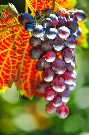 Grape harvest season. Autumn grape leaves turn red and orange. Enjoying a glass of wine on a cool...