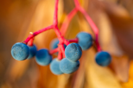 Various types of ivy plants and fruits. Fall grapes are a type of grapevine commonly found in...