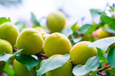 Apricot is a juicy fruit rich in vitamins. Growing apricots on a plantation provides health benefits. Harvesting ripe apricots ensures maximum vitamin content.の写真素材