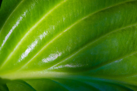 Experience the beauty and vibrancy of the green hosta leaf. Discover the art of nature through this masterpiece. Find inspiration in the life and freshness that comes from this leaf.の写真素材