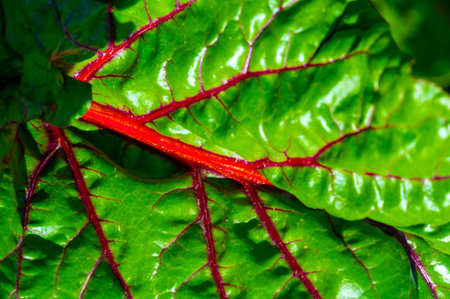 The unique red veins add visual interest to beet leaves Available in various options. An excellent...