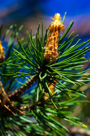 young pine shoots. Fresh, earthy taste. Used in traditional herbal medicine. High content of...