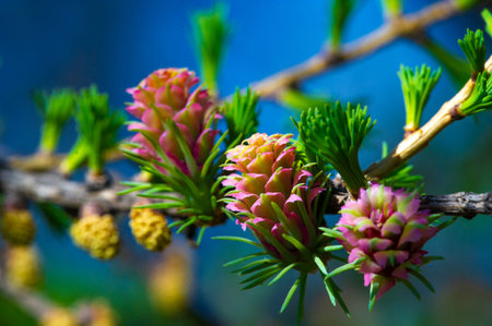 A rare and beautiful view of bright pink larch cones in spring. Get in touch with nature and appreciate the beauty of blooming pine trees. Witness this natural phenomenon up closeの写真素材