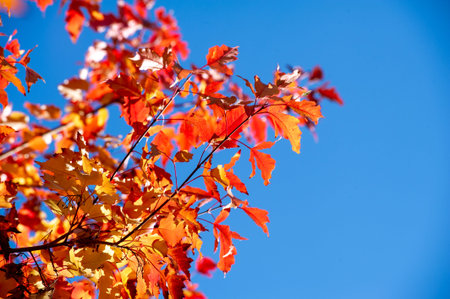 The vibrant shades of red, orange and yellow leaves create a stunning backdrop. Warm sunlight...
