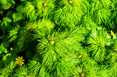 The image shows a close-up view of a green plant with needle-like leaves and small, round, green fruits. The plant appears to be growing in a garden or natural setting, with other green foliage visible in the background.の写真素材