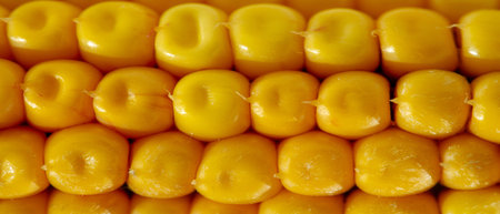 The corn plant is a tall annual grass with a stout, a cereal plant of the cereal family (Poaceae)...