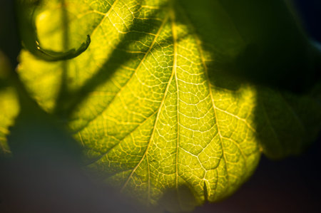 Yellow leaf shoots are a plant used in a variety of culinary dishes. They have a slightly bitter taste and a crunchy texture. They can be used in salads, fries and soups.の写真素材