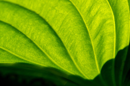 Experience the mesmerizing beauty of hosta leaves Create a calming oasis for your eyes and soul...