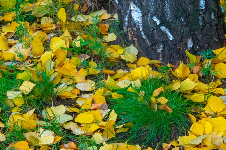 Colorful autumn leaves of birch, deciduous tree with white bark and with heart-shaped leaves.の写真素材