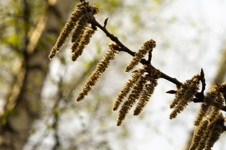 Enjoy the beauty of the aspen catkins Populus tremula in full bloom in the spring. Enjoy the delicate and bright colors of wasp catkins. Watch the earrings sway gracefully in the wind.の写真素材