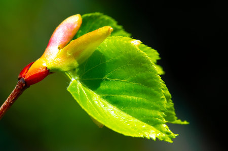 Beautiful linden tree in early spring Waiting for the buds to open Symbol of new beginnings and...