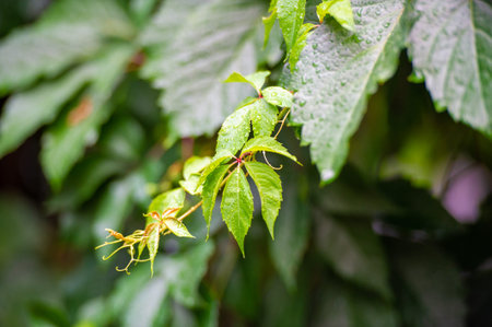 Scientific name: Parthenocissus quinquefolia Also known as five leaved ivy or Virginia creeper Native to eastern and central North America A deciduous vine that can grow up to 50 feet tallの写真素材