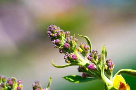 Get ready to see stunning lilac flowers. Experience the beauty of nature up close with...
