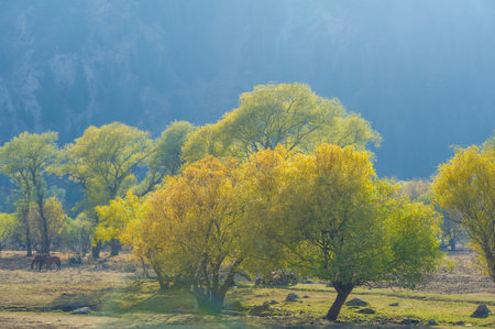 Enjoy the stunning beauty of the autumn Tien Shan mountains. Immerse yourself in vibrant foliage and picturesque scenery. An ideal destination for nature lovers looking for the magic of autumn.の写真素材