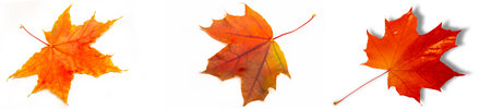 Beautiful fall maple leaves in vibrant colors Perfect addition to any fall themed project or...