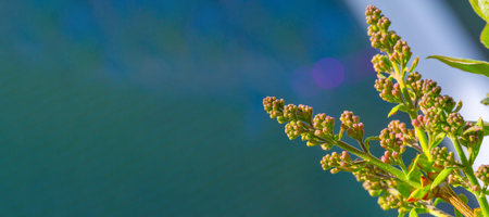 A breathtaking close-up of lilac buds waiting to bloom. Experience the beauty of nature at home....