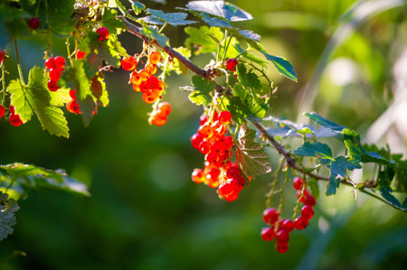 Stunning bokeh effect with shallow depth of field Beautiful red currents in sharp focus against a...