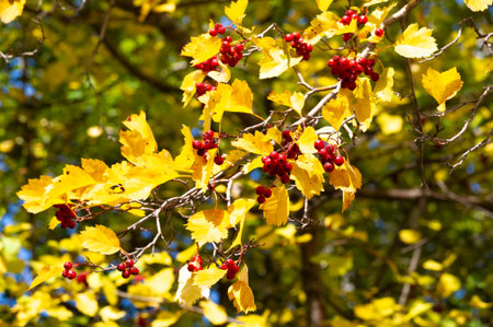 The leaves are turning a golden hue, indicating that it is autumn. The berries are a stark contrast...