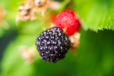 Black raspberries and blackberries are rich in vitamins and antioxidants. Juicy and ripe. These fruits make a delicious snack or addition to a meal. Great for vegetariansの写真素材