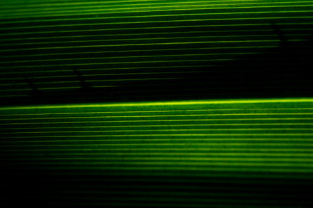 Create a lush, tropical ambiance in any space. Ideal for adding a touch of nature to your home or office decor. Great for themed events, parties or photo shoots.の写真素材