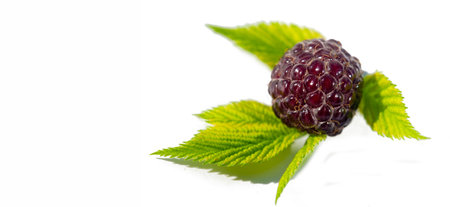 Delicious and juicy black raspberries and blackberries. Rich in vitamins and antioxidants. Ideal for a healthy vegetarian diet. Enjoy ripe, delicious fruit in your favorite recipes or on its own.の写真素材