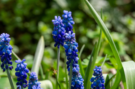 Muscari Armeniacum is a species of flowering plant in the subfamily Scilloideae of the asparagus family Asparagaceae. It is a bulbous perennial plant with basal simple leaves and short flowering stemsの写真素材