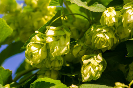 Discover the world of brewing with hops, wort and essential oils. Learn about phenols and flavonoids...
