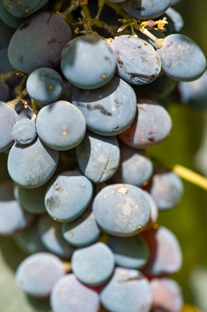 Experience the art of winemaking from vine to glass. Try high quality wines made from hand-picked grapes. Connect with local farmers and support sustainable farming practices.の写真素材