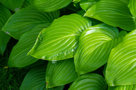 Hosta is a beautiful plant with gorgeous green leaves. The leaves dance gracefully in the light breeze.の写真素材